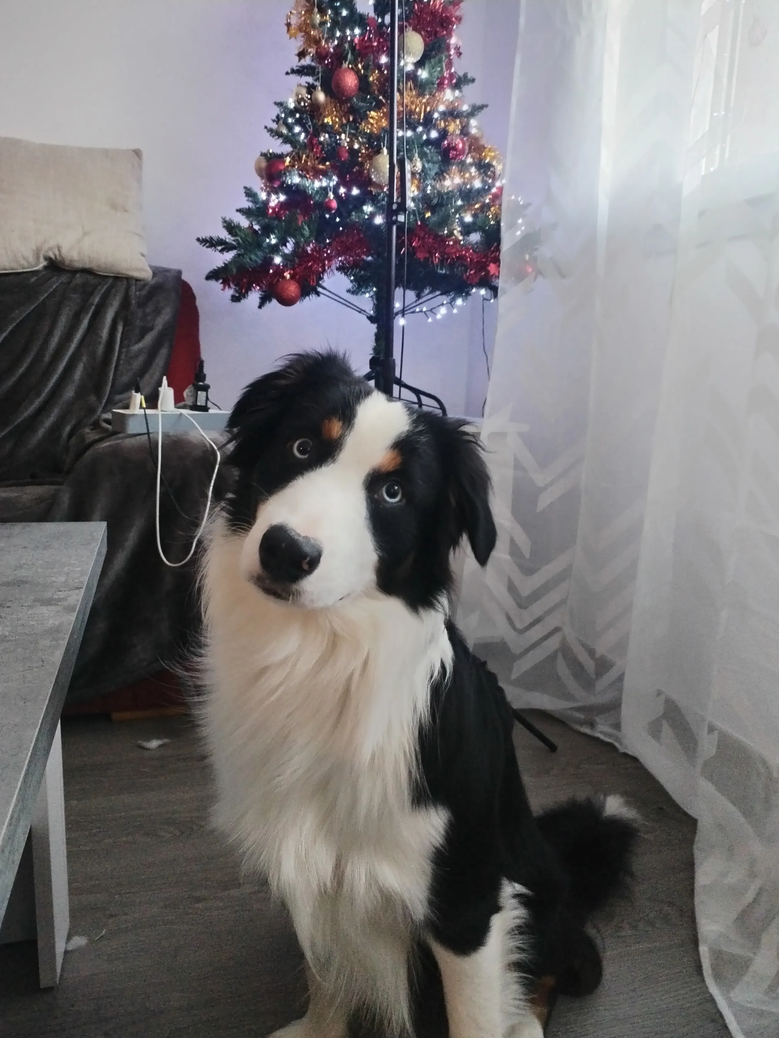 Berger Australien tricolore au pied du sapin de Noël