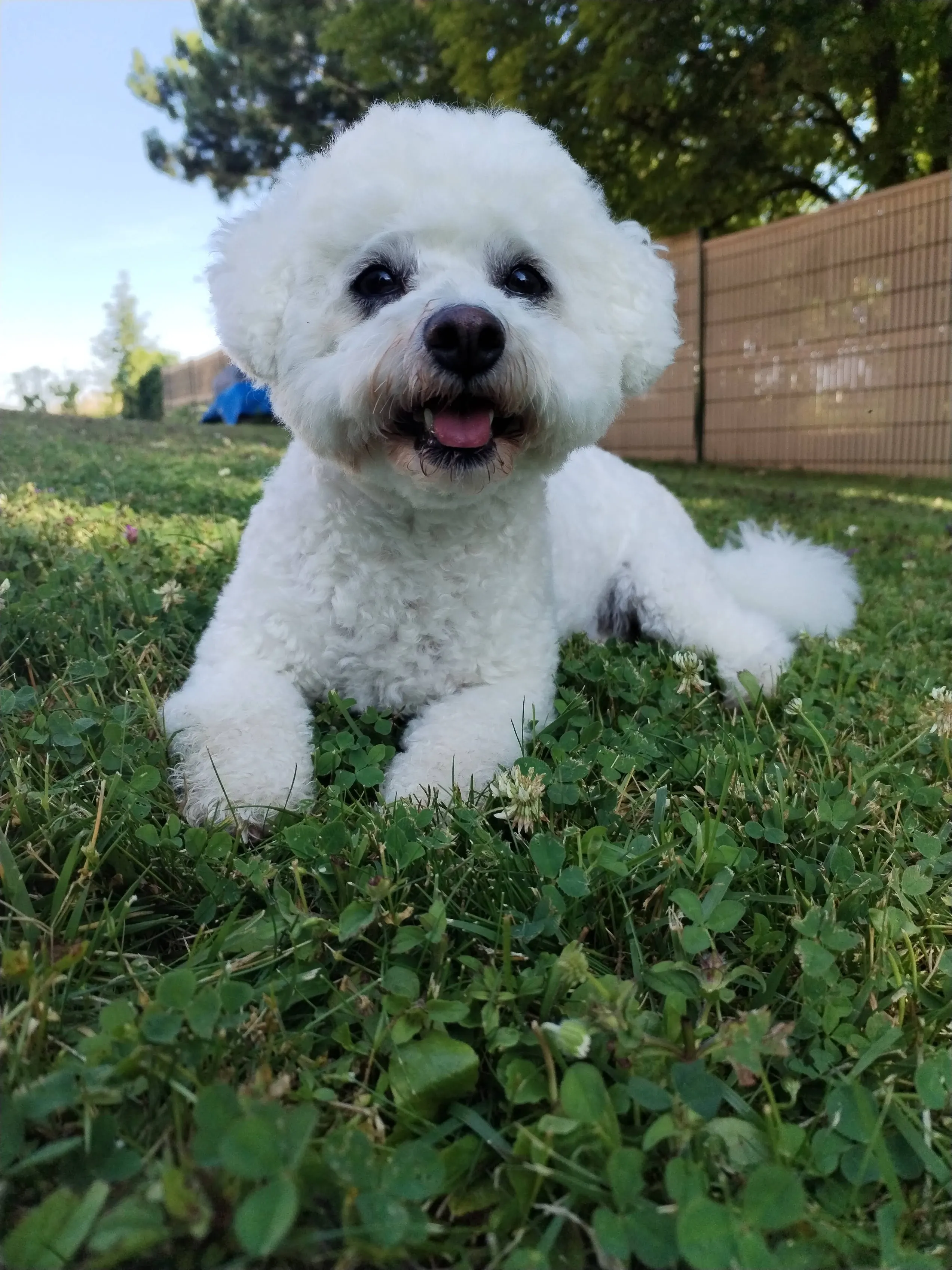 Bichon frisé tout sourire dans le jardin