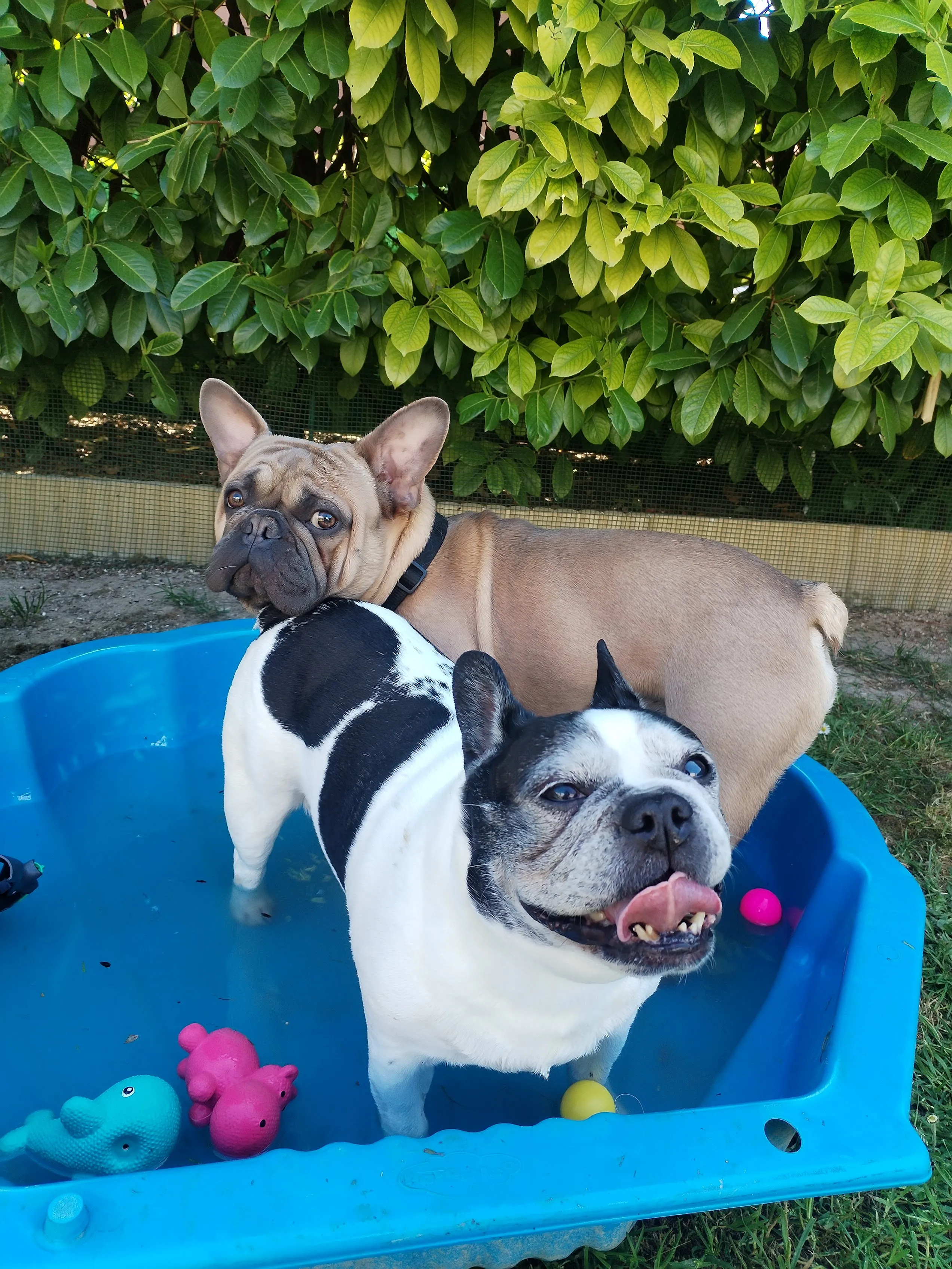 Deux chiens qui se rafraîchissent dans une piscine pendant l'été