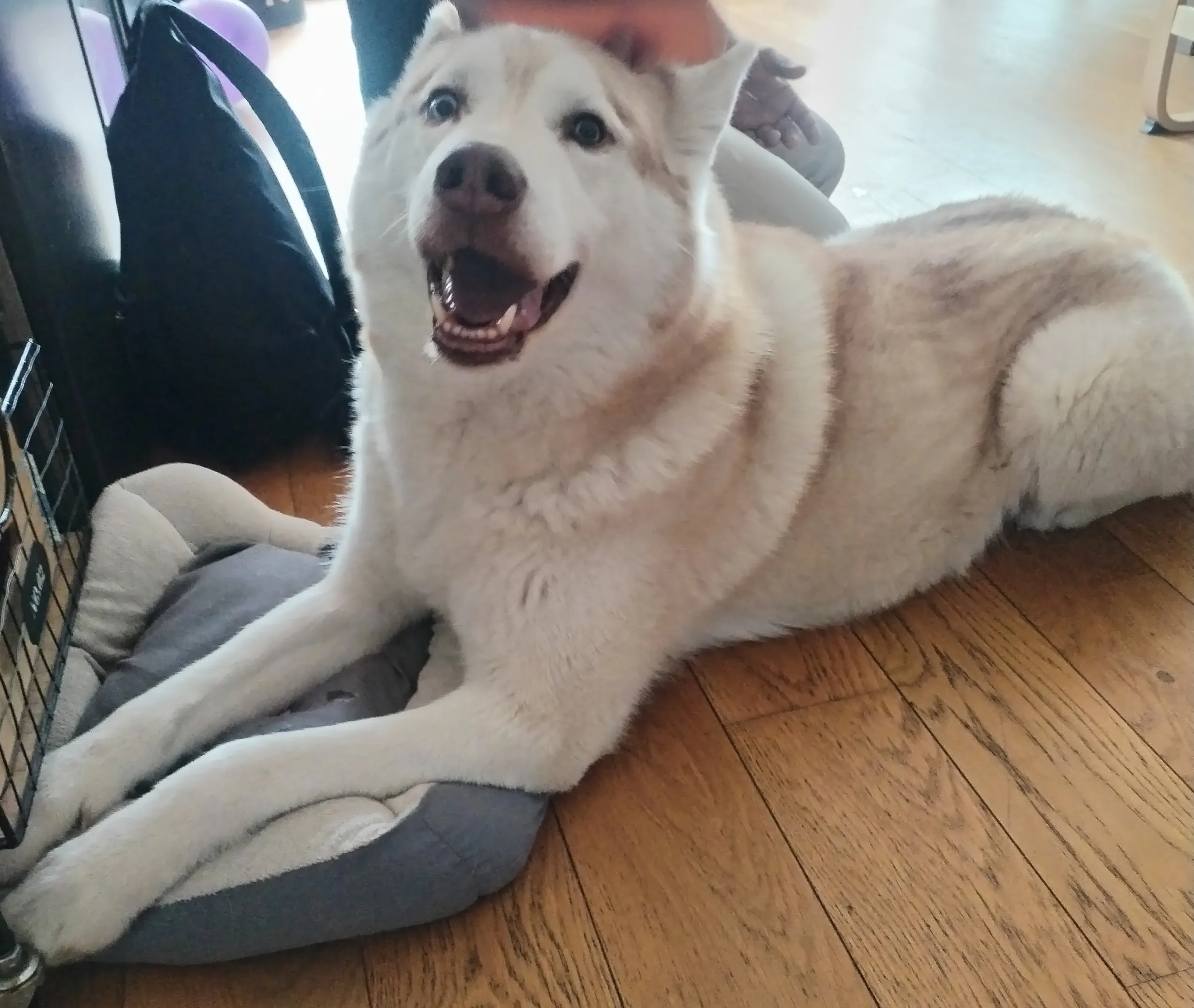 Husky détendu pendant une séance à domicile