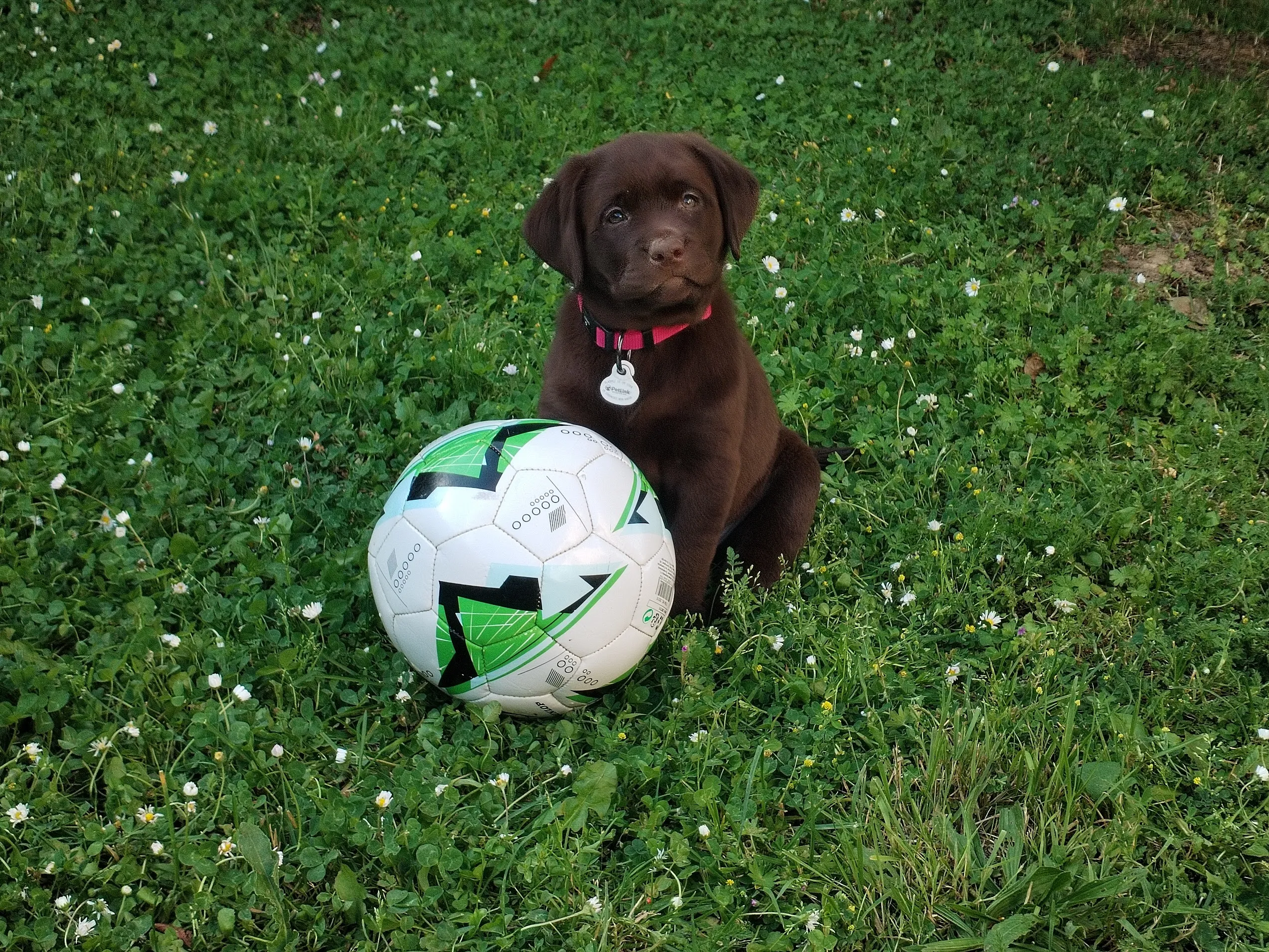 Chiot Labrador chocolat en séance de socialisation