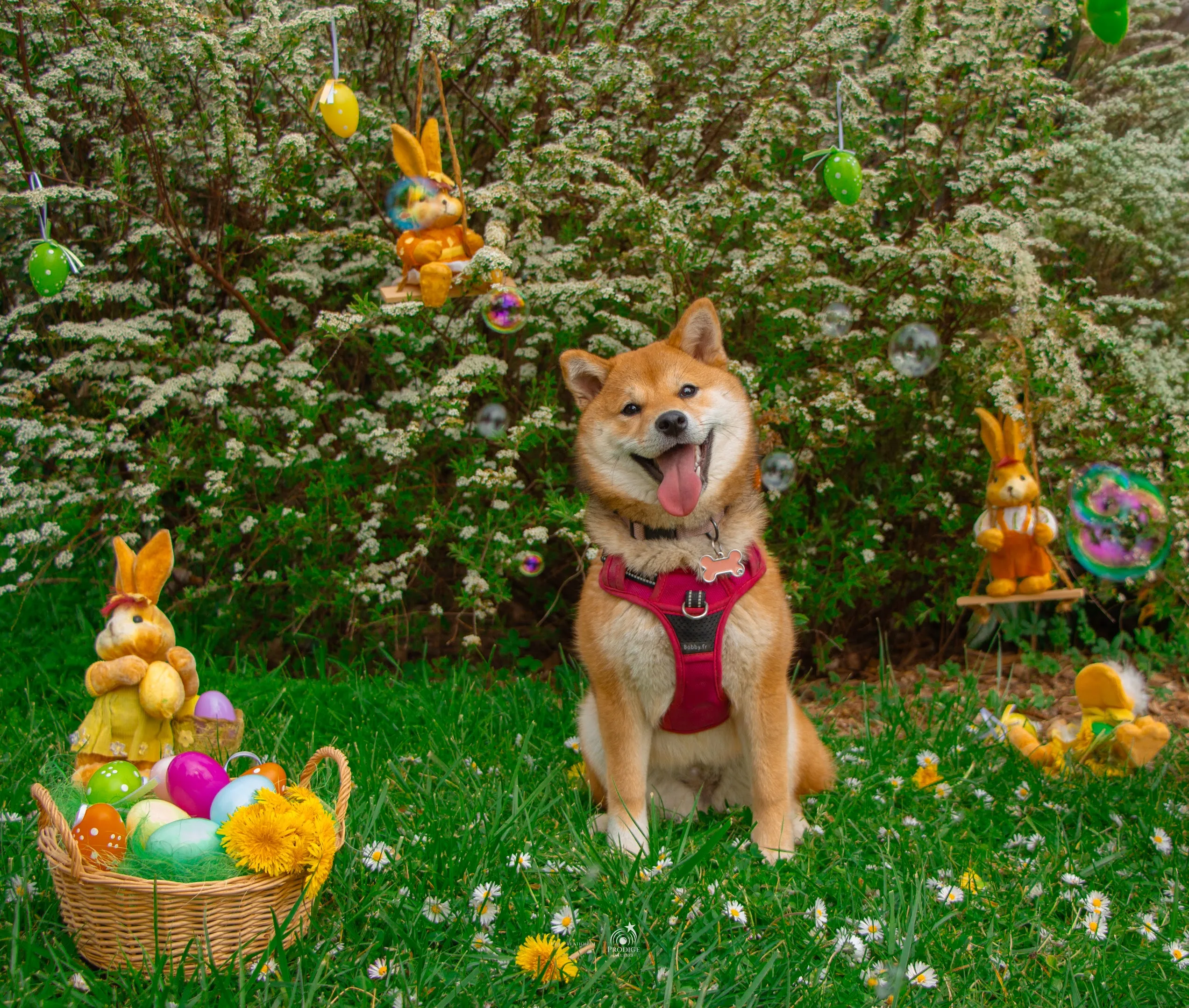 Shiba Inu lors d’un shooting de printemps