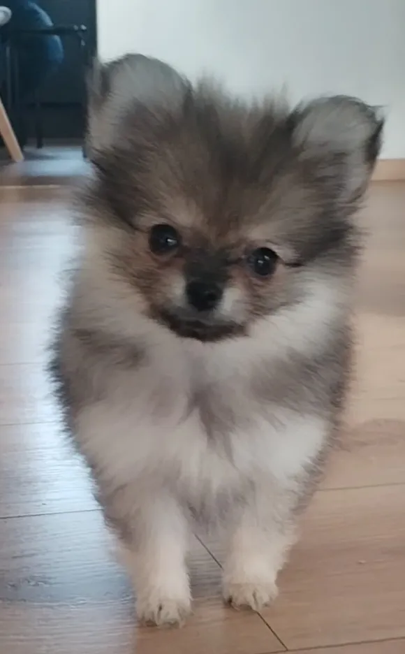 Un chiot spitz découvre le monde extérieur au printemps