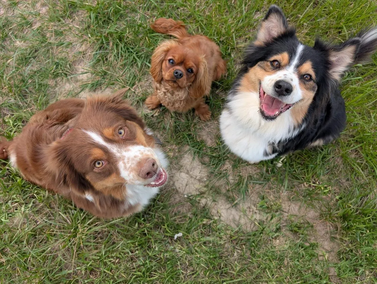 Summer, Pomme et Automne, les trois chiens de Jade